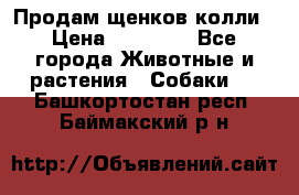 Продам щенков колли › Цена ­ 15 000 - Все города Животные и растения » Собаки   . Башкортостан респ.,Баймакский р-н